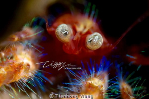 SHOCK EYES by Tianhong Wang 